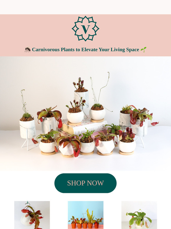 🌿 Unleash the Power of Carnivorous Plants in Your Home! 🦗