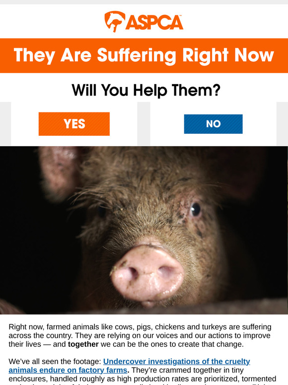 End the Abuse at Factory Farms Now!