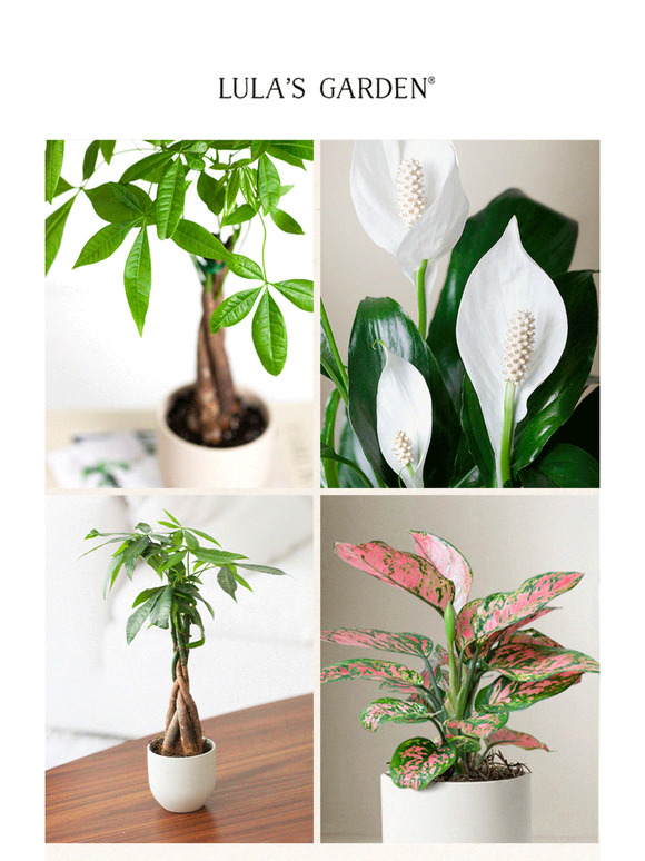 Plants? For Spring? Groundbreaking! 🌿