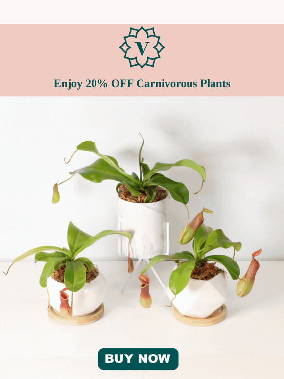 🌿 Hurry! 20% OFF Carnivorous Plants—Unleash Nature’s Hunters! 🦗