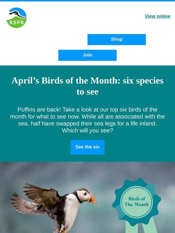 The Puffins are back!