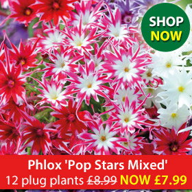 Phlox 'Pop Stars Mixed'