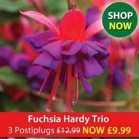 Fuchsia Hardy Trio