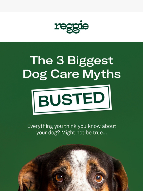 Most Dog Owners Still Believe These 3 Myths...