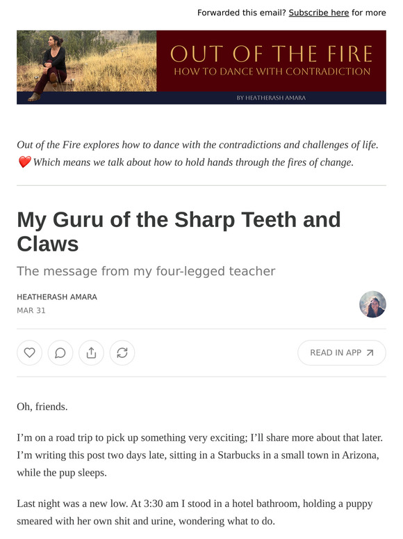 My Guru of the Sharp Teeth and Claws