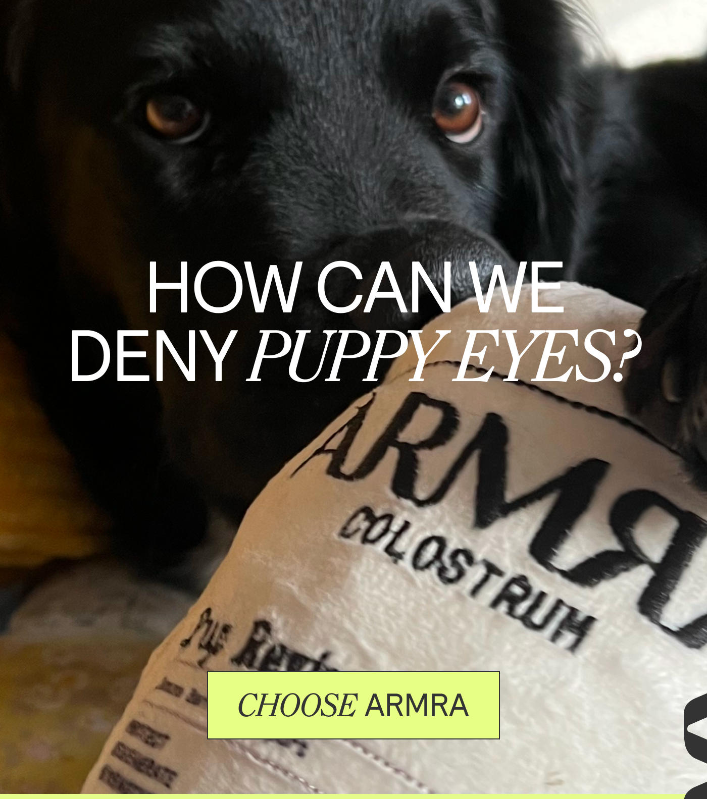 How can we deny puppy eyes?