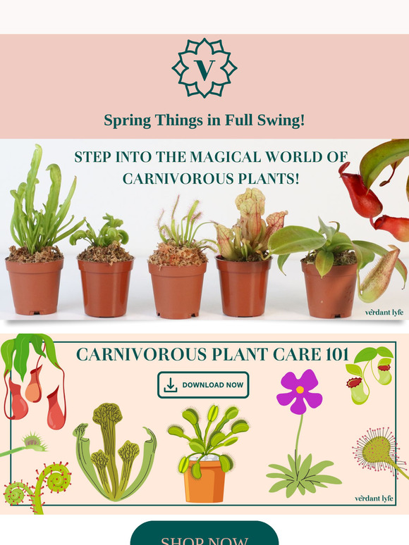 Spring Into the Wild Side with Carnivorous Plants! 🌸🪰