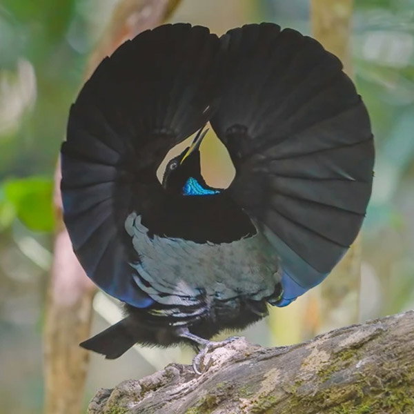 A black bird with a turquoise neck opens its wings in a flamboyant circle shape.