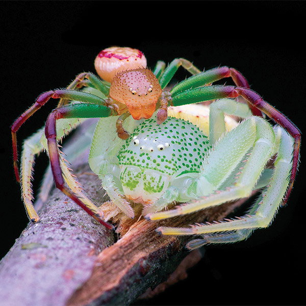 Two multicoloured crab spiders mating on a branch.