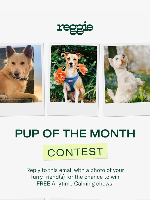 Pup Of The Month Contest 🏆