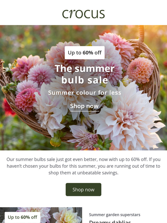 Summer bulbs sale: now 60% off 📣