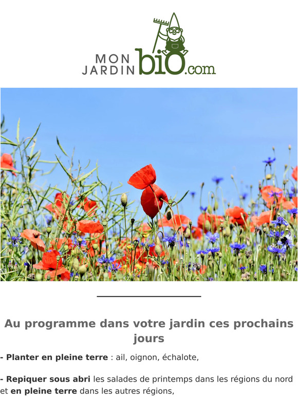 Découvrez nos semences mellifères et attirez les pollinisateurs au jardin 🐝