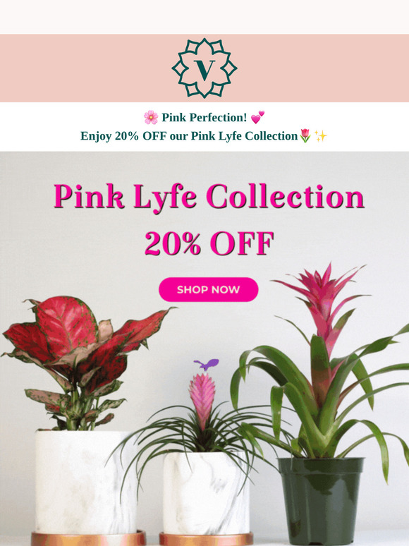 🌺 Think Pink! Meet Our Vibrant Pink Plants
