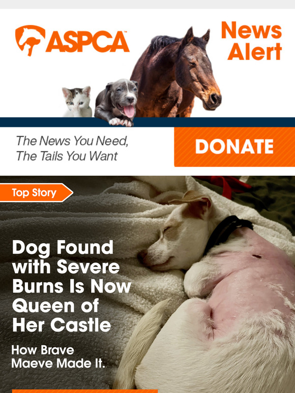 [Animal Update] Burn Victim Finds Home