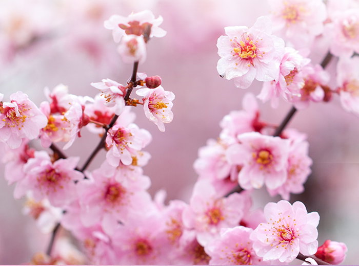Cherry Blossoms