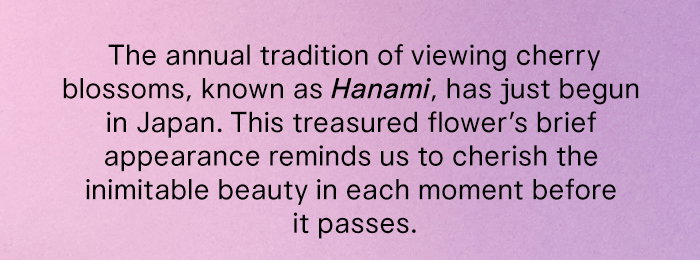 The annual tradition of viewing cherry blossoms, known as Hanami, has started in Japan.