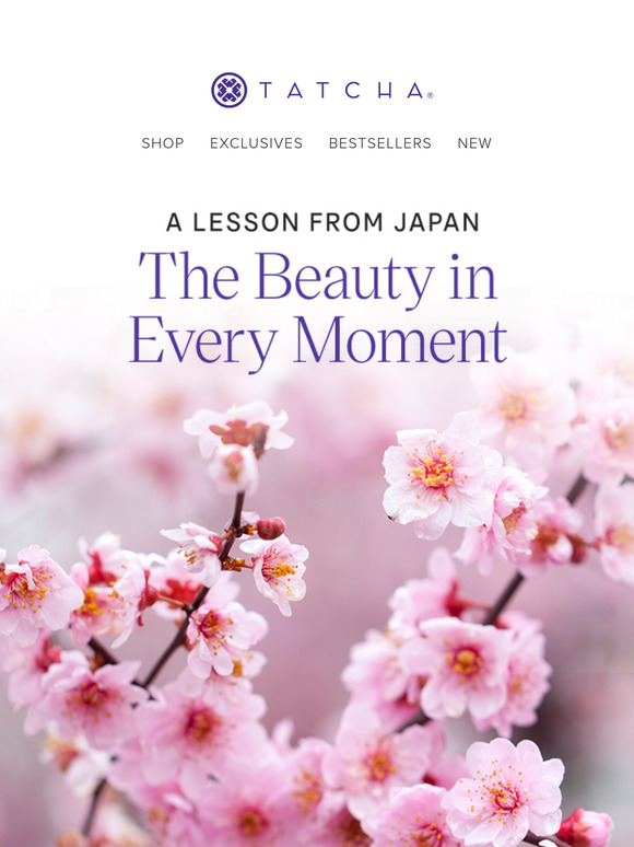 🌸 Cherry blossoms have arrived 🌸