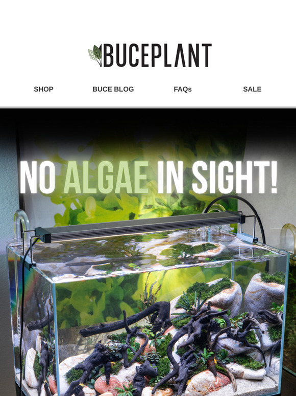 NO MORE Algae Ruining Your Aquascape! 🌿
