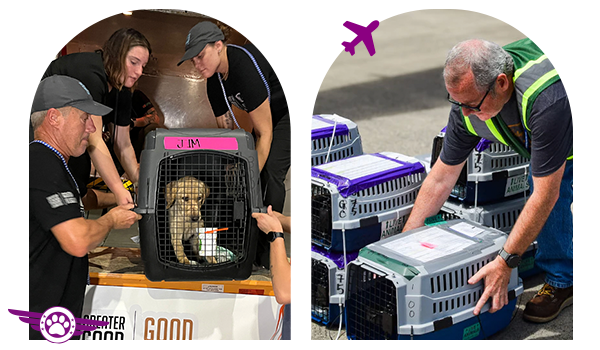Images of People Take Pet Crates off a Plane