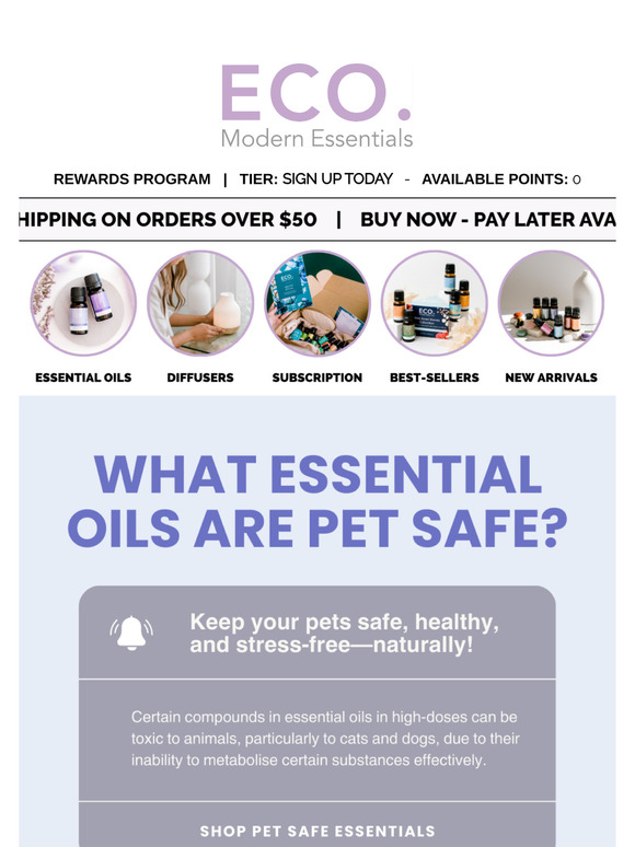 Pet-Proofing Your Space: Must-Do Steps