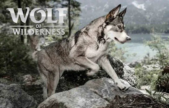 Wolf of Wilderness