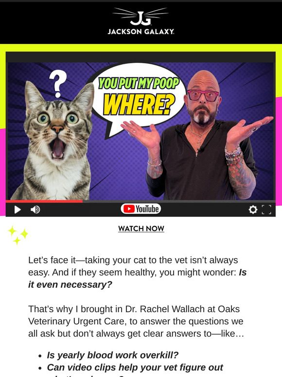 Is Your Cat Really Healthy? The Vet Answers You Need.