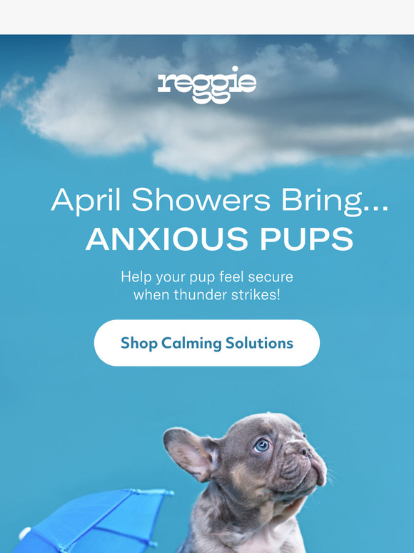 Storm anxiety? Keep your pup calm when thunder strikes