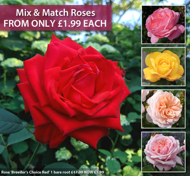 Perfectmatch Roses Thompson & Morgan: 24 HOURS ONLY! From £1.99 each! Rose Mix & Match ...