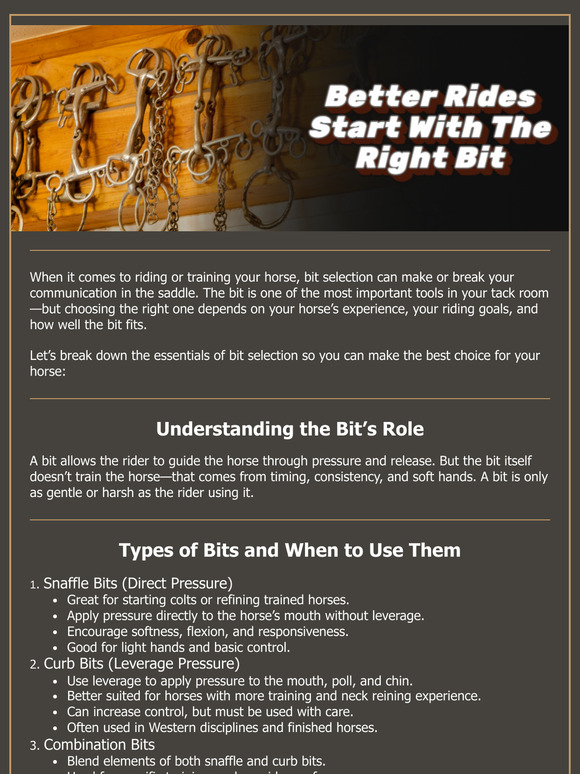 Bit Basics: How to Choose the Right One for Your Horse