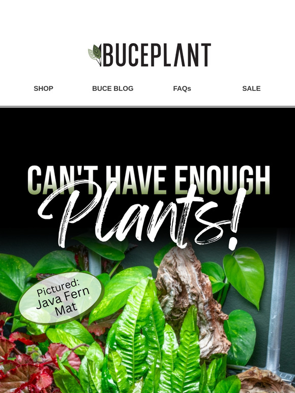 The Wait is Over - PLANTS ARE HERE! 🌱