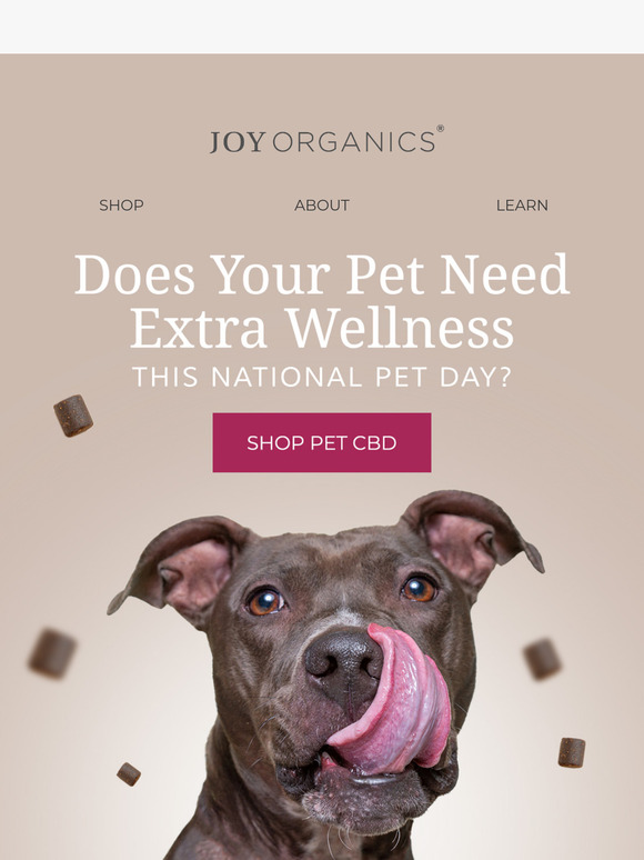 🐶 Woof! Tasty CBD Treats for Happy Pets!