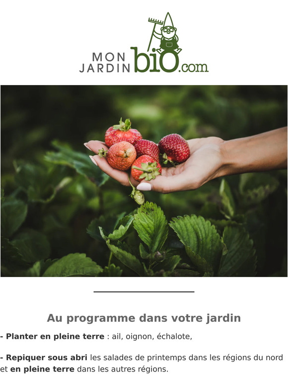 Une envie de fraises 🍓 ?
