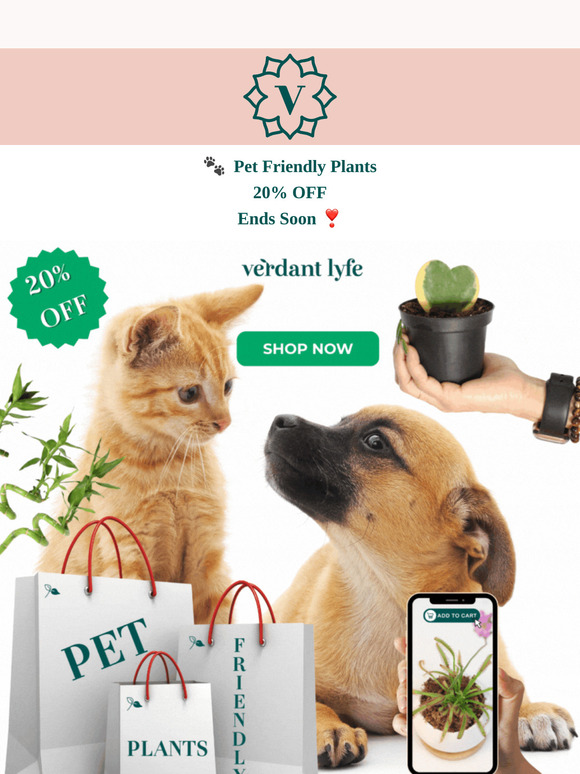 Purr-fect Deal! 🐾 20% OFF Pet-Friendly Plants 🌿