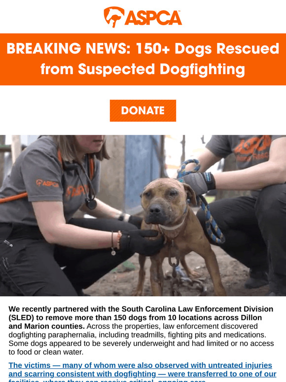[Dogfighting Rescue] 150+ Dogs Rescued from Suspected Cruelty