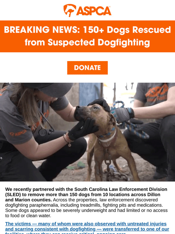 150+ Dogs Rescued from Suspected Dogfighting [Help Needed]