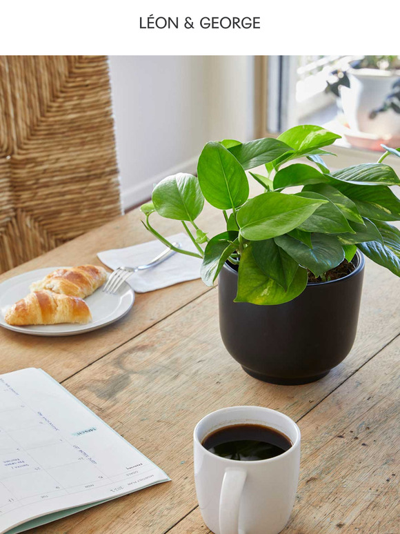 The Nouvelle Planter, Three Ways