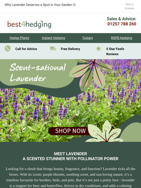 Scent-sational Lavender for Every Space 🌿🪻
