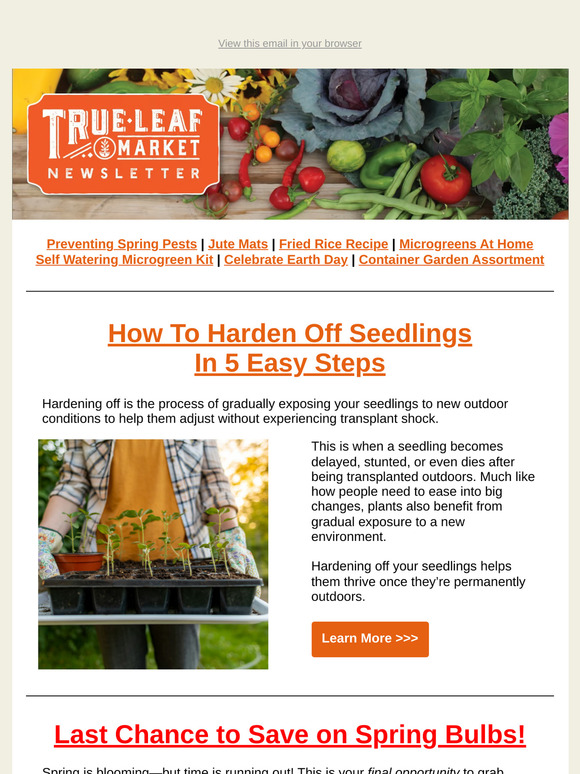 Avoid Transplant Shock—How to Harden Off Your Seedlings | TLM Newsletter