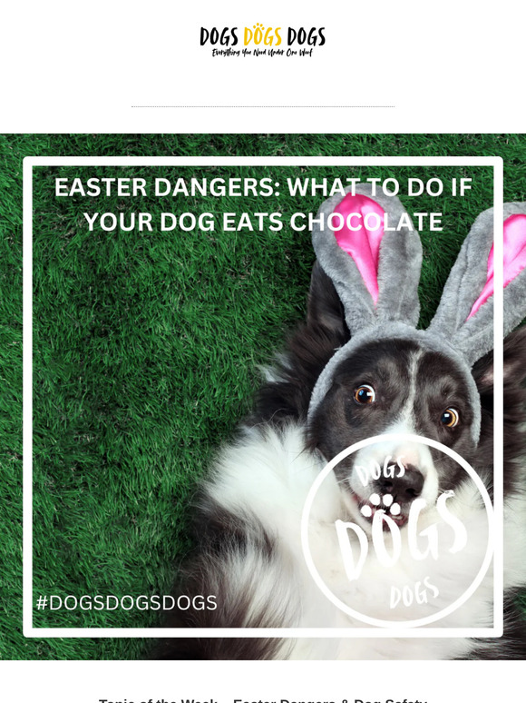 What to do if your dog eats chocolate this Easter 🐾