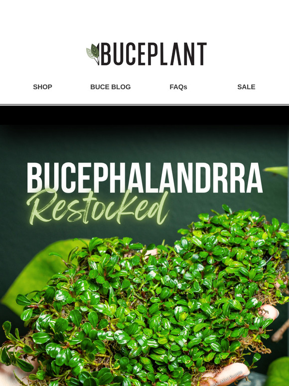 🌱Bucephalandra Restock (The Wait is FINALLY Over!)