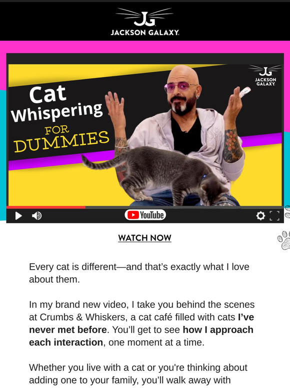 How To Earn a Cat’s Trust When You First Meet