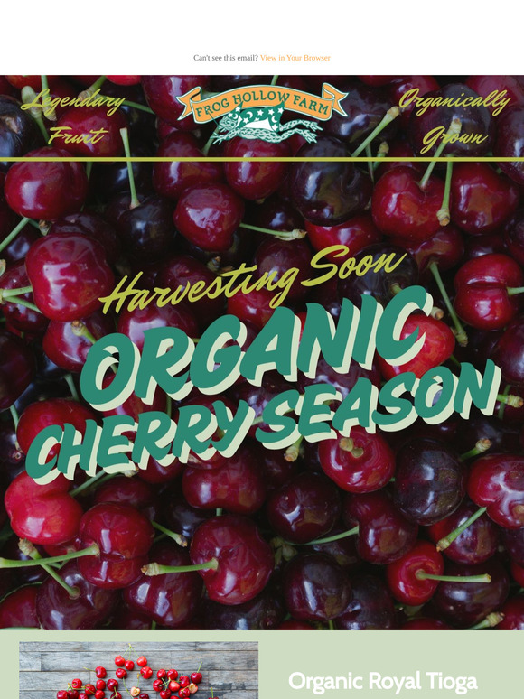 Top Organic Cherry Varieties! 🍒