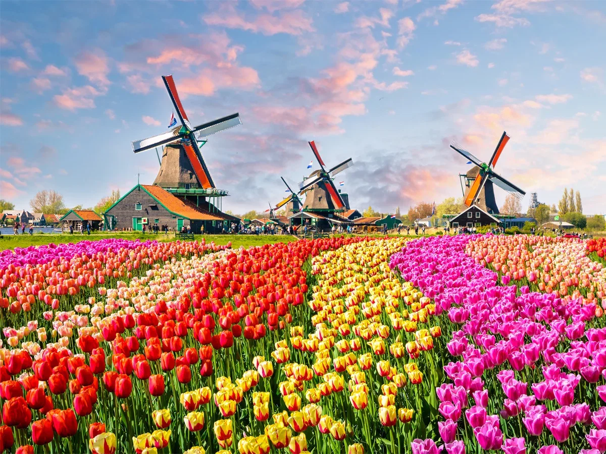 Amsterdam, Netherlands field of flowers