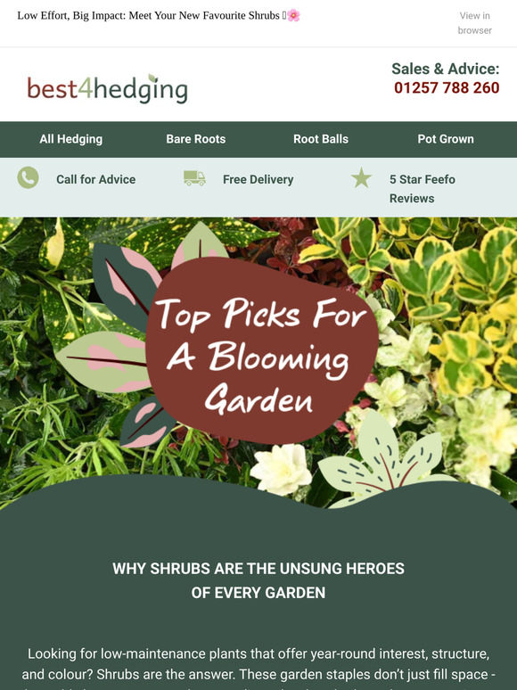 Your Garden Makeover Starts with These Plants 🪻🪴