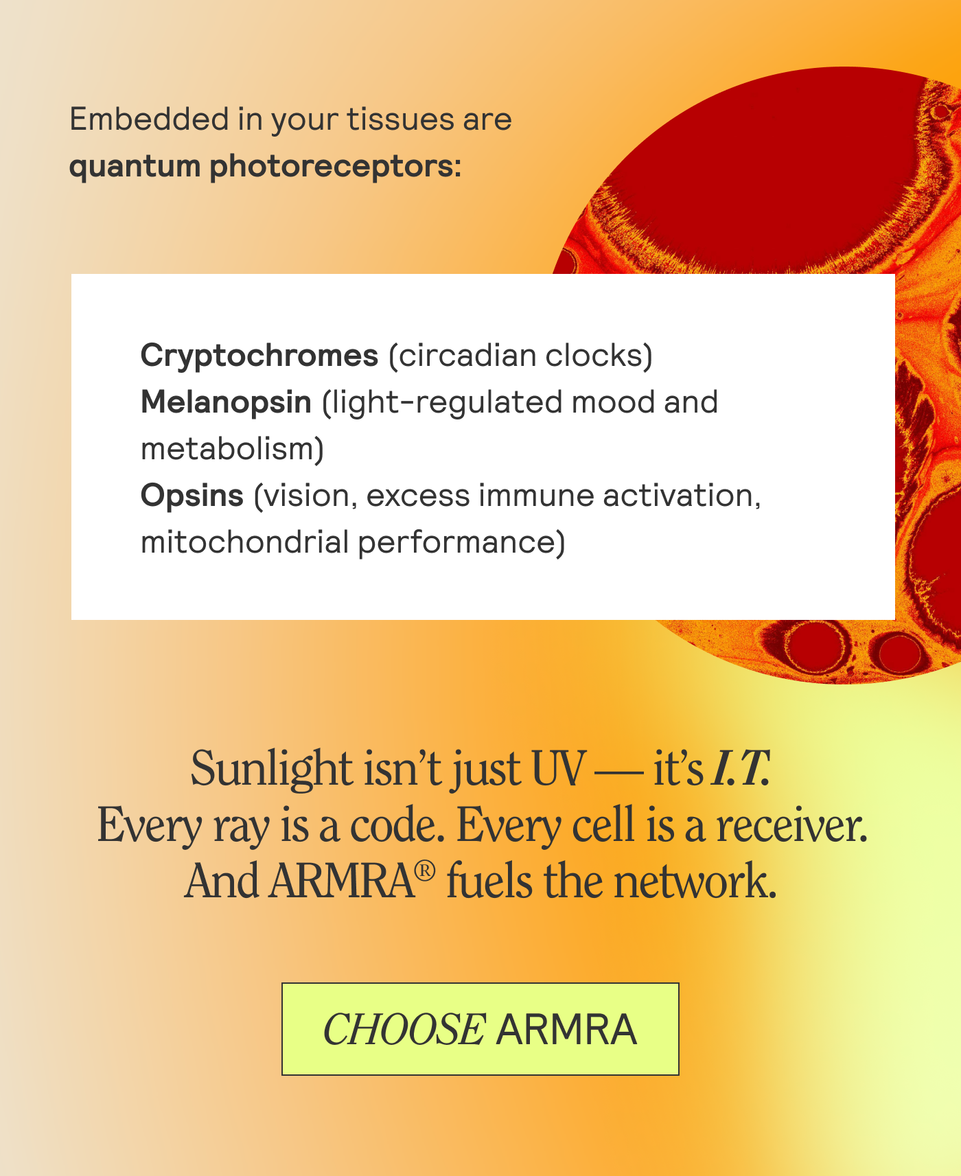 Embedded in your tissues are quanntum photoreceptors: Cryptochromes, Melanopsin, Opsins. Sunlight isn't UV - it's I.T. Every ray is a code. Every cell is a receiver. And ARMRA fuels the network. CHOOSE ARMRA