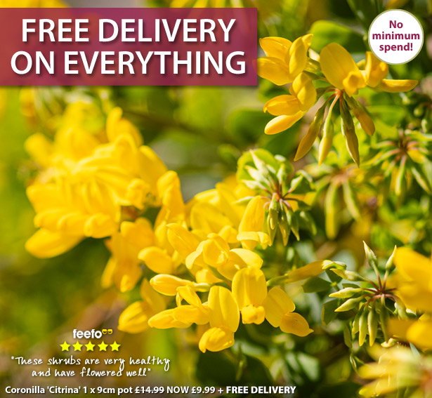 Free Delivery