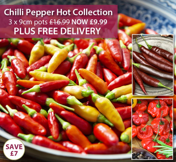 Chilli Pepper Hot Collection