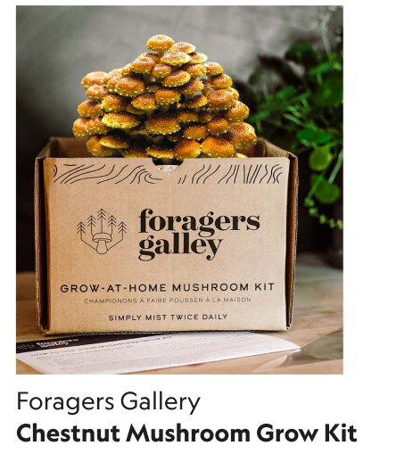 Chestnut Mushroom Grow Kit