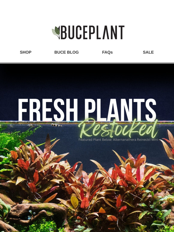 PLANTS: Red Stems, Colorful Buce, Variegated Picks 🌿