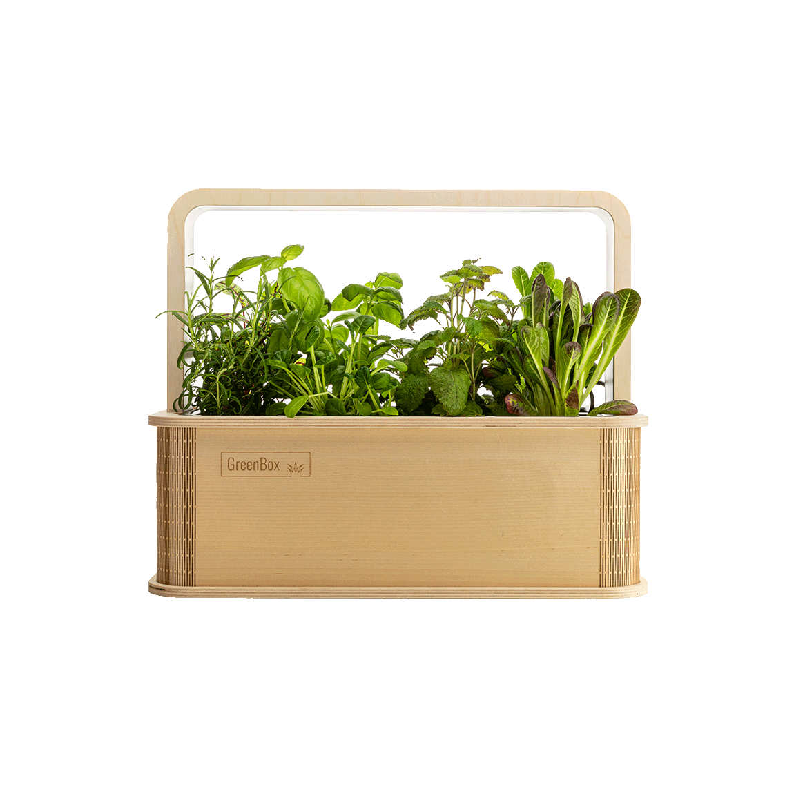 Image of BerlinGreen GreenBox - Birke